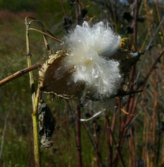 Gomphocarpus fruticosus fruticosus