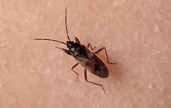 Eremocoris fenestratus