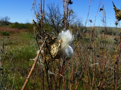 Gomphocarpus fruticosus fruticosus
