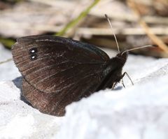 Erebia melas