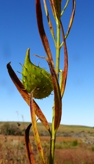 Gomphocarpus fruticosus fruticosus