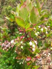 Vaccinium cylindraceum