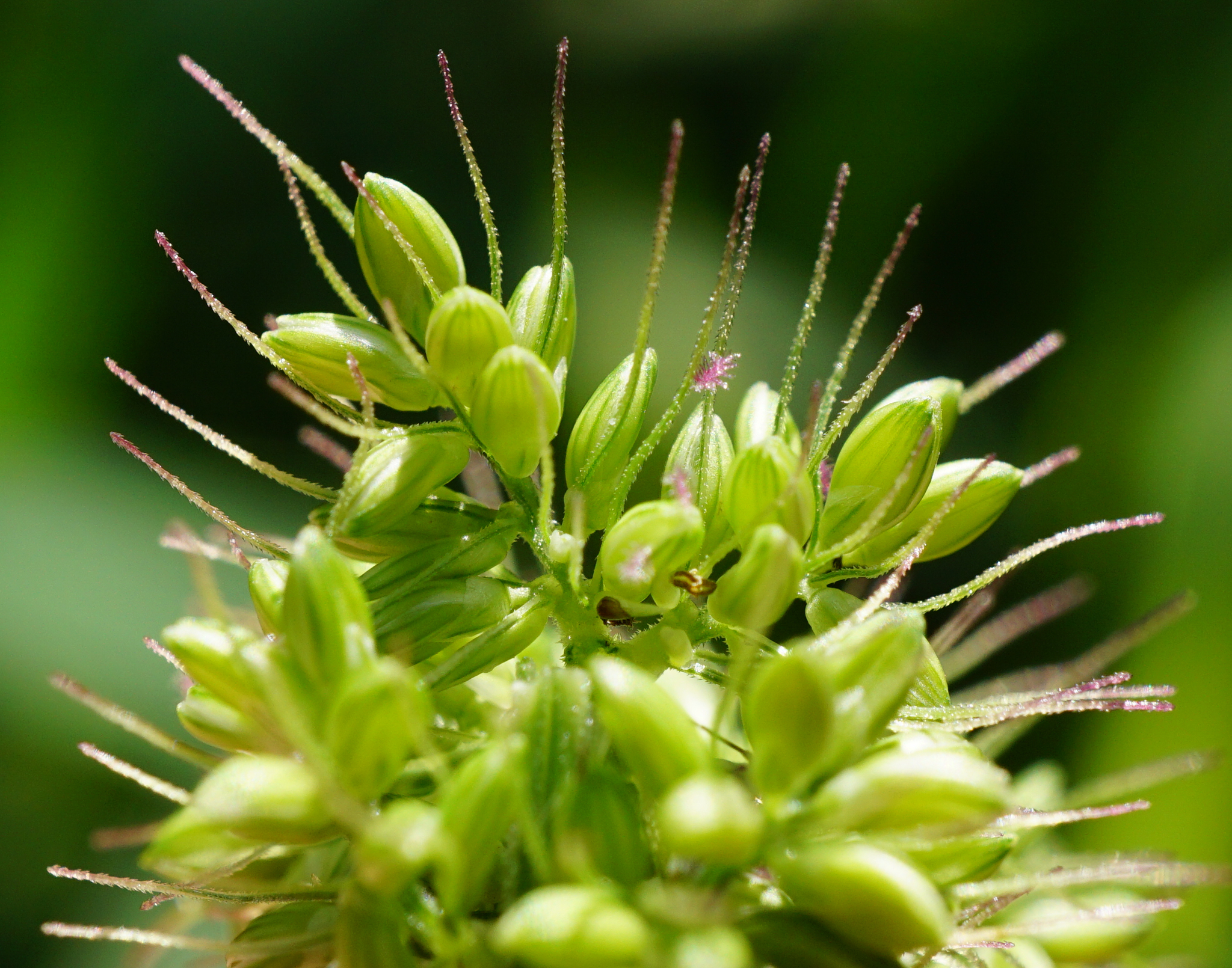 (c) Patrick Hacker, certains droits réservés (CC BY) https://www.inaturalist.org/observations/91731752