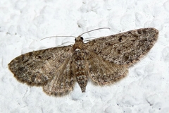 Eupithecia lariciata
