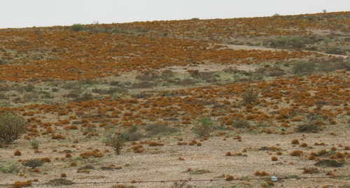 Teloschistes capensis image