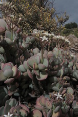 Crassula arborescens arborescens