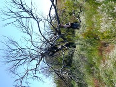 Olea europaea cuspidata