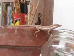 Anolis pulchellus