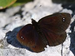 Erebia melas