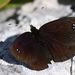 Black Ringlet - Photo (c) Luca Boscain, some rights reserved (CC BY-NC), uploaded by Luca Boscain