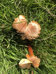 Hygrocybe intermedia