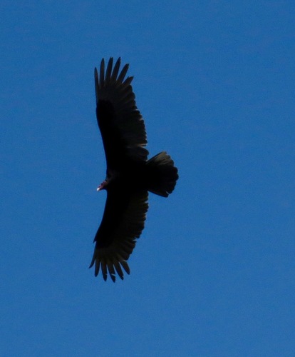 iNaturalist observation photo of Turkey Vulture