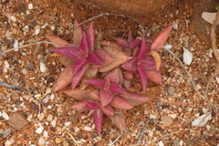 Crassula capitella thyrsiflora
