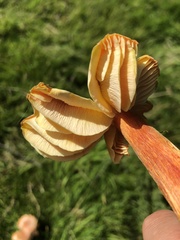 Hygrocybe intermedia