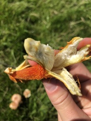 Hygrocybe intermedia