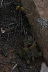Crassula cotyledonis