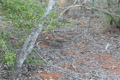 Coua ruficeps olivaceiceps
