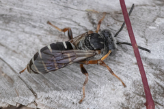 Triepeolus eliseae