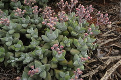 Crassula deltoidea
