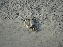 Macrophthalmus