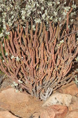Crassula muscosa muscosa