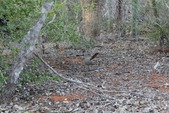 Coua ruficeps olivaceiceps