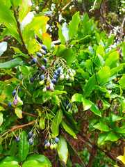 Vaccinium cylindraceum