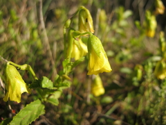 Hermannia saccifera