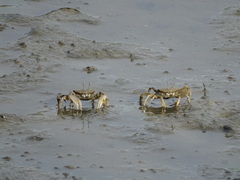 Macrophthalmus