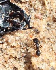 Tetramorium signatum