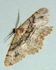 Alcis deversata