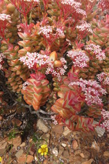 Crassula rupestris rupestris