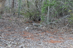 Coua ruficeps olivaceiceps