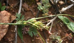 Carex capensis