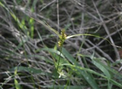 Carex capensis