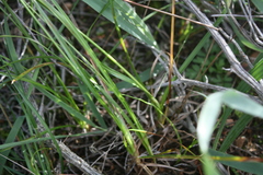 Carex capensis