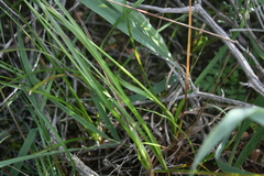 Carex capensis