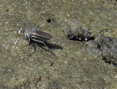 Hypocharassus pruinosus