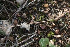 Tribolium hispidum