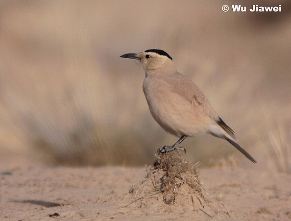 Mongolian Ground-Jay photo