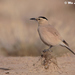 Mongolian Ground-Jay - Photo (c) Rana@中国野鸟图库, some rights reserved (CC BY-NC-SA)