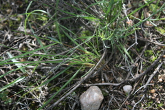Tribolium hispidum