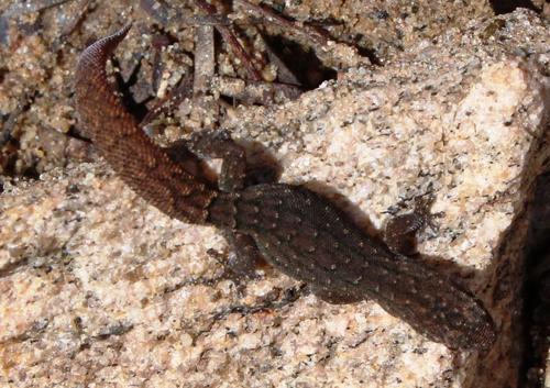 Goggia lineata