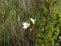 Ixia brunneobractea