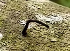 Haemadipsa zeylanica