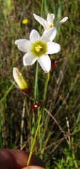Ixia brunneobractea