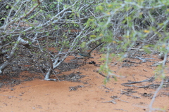 Uratelornis chimaera