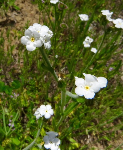 iNaturalist observation photo of Rusty Popcornflower