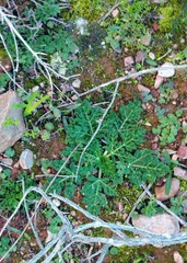 Lichtensteinia interrupta