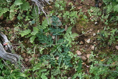 Lichtensteinia interrupta